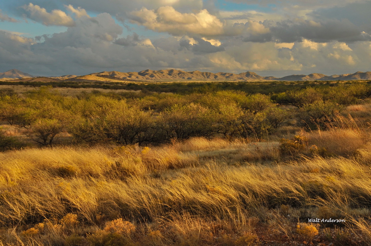 Desert Grasslands, Buenos Aires NWR Friends of Buenos Aires National
