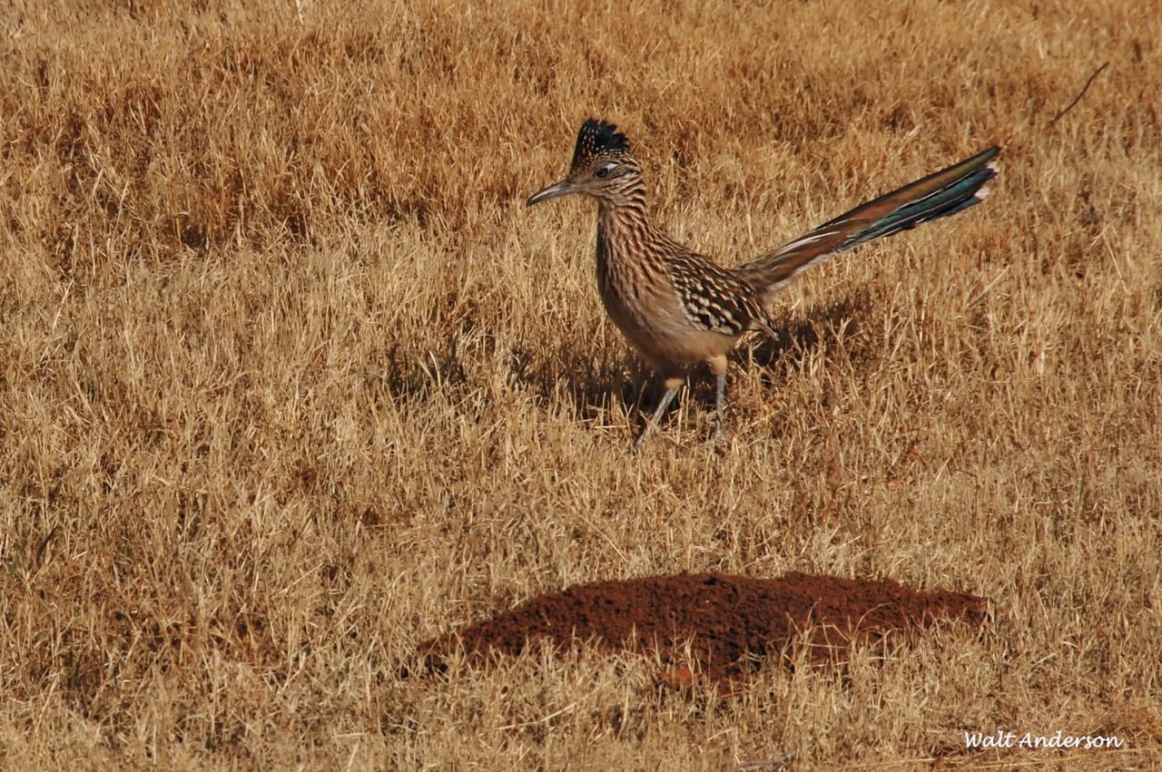 Greater Roadrunner at BANWR