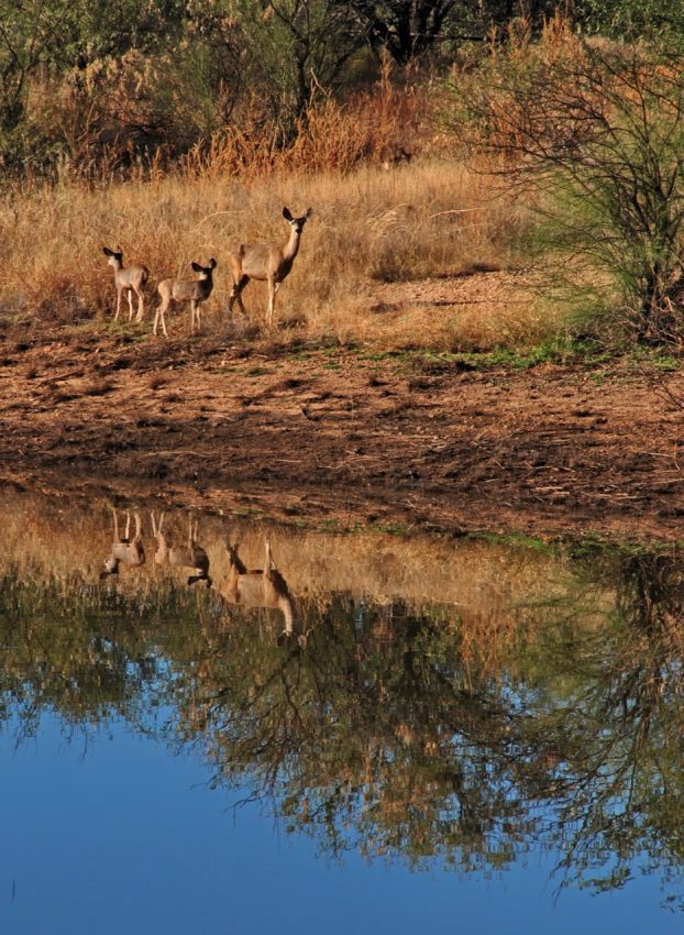 Mule Deer reflections, BANWR, AZ