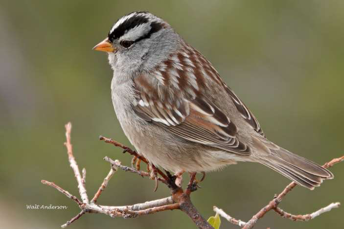 Sparrow 5 (Roseville, CA)