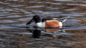Northern Shoveler