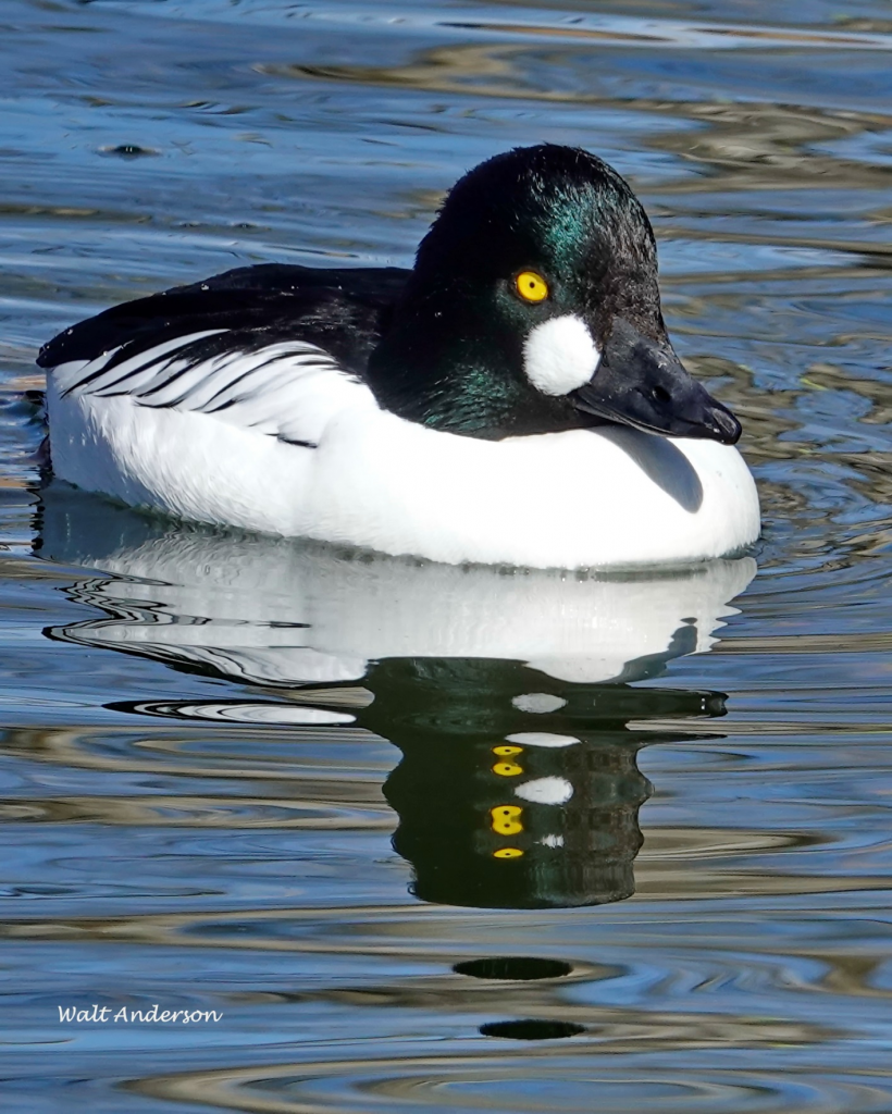 Goldeneye Duck Facts