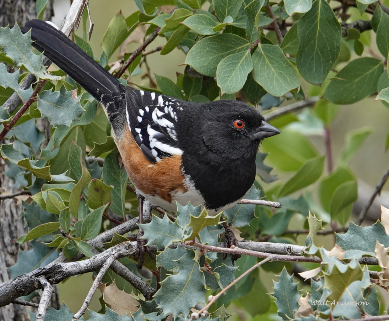 The biggest Bird of them all to nest in Canton, The Latest from WDEL News