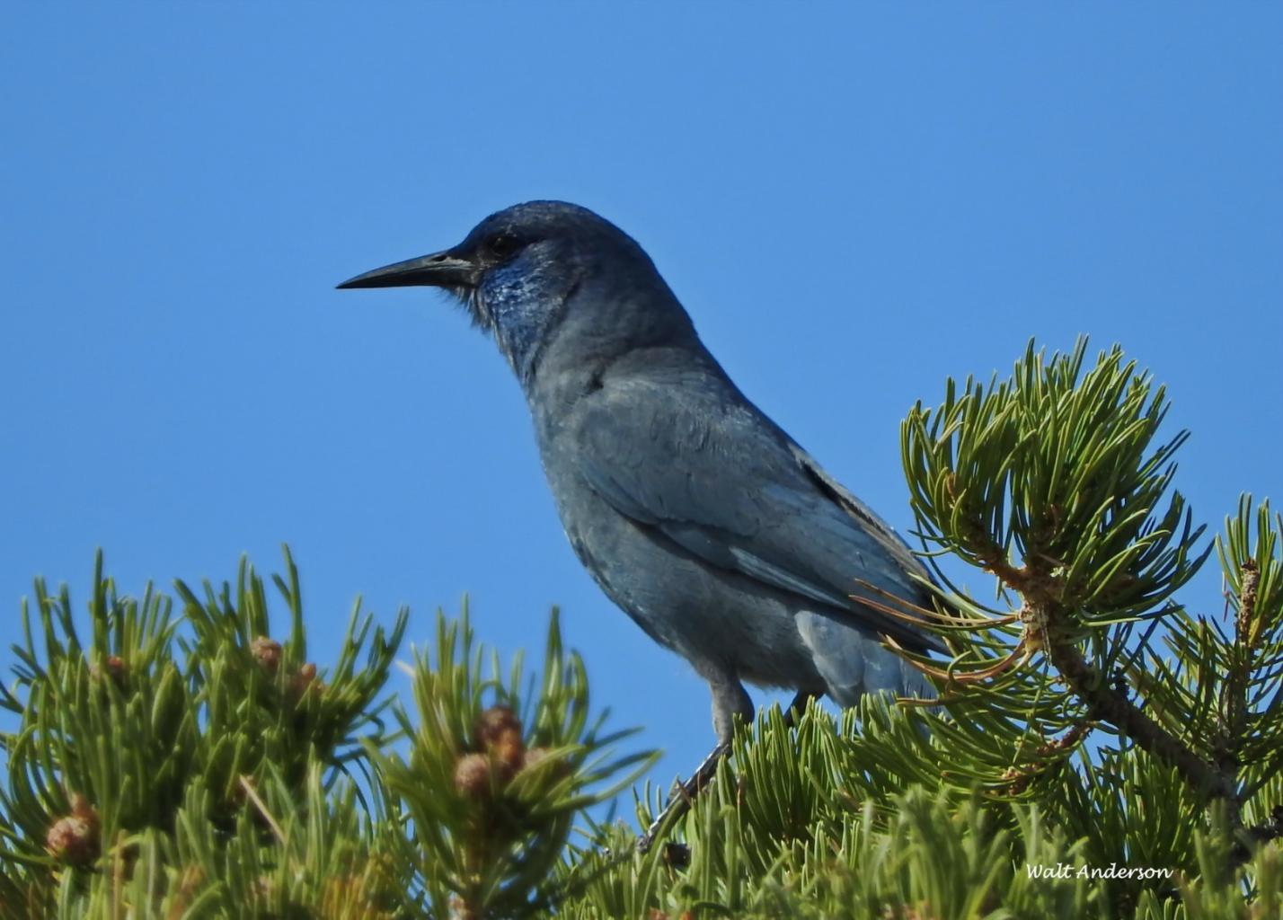 A Sunning Blue Jay  walking on a country road