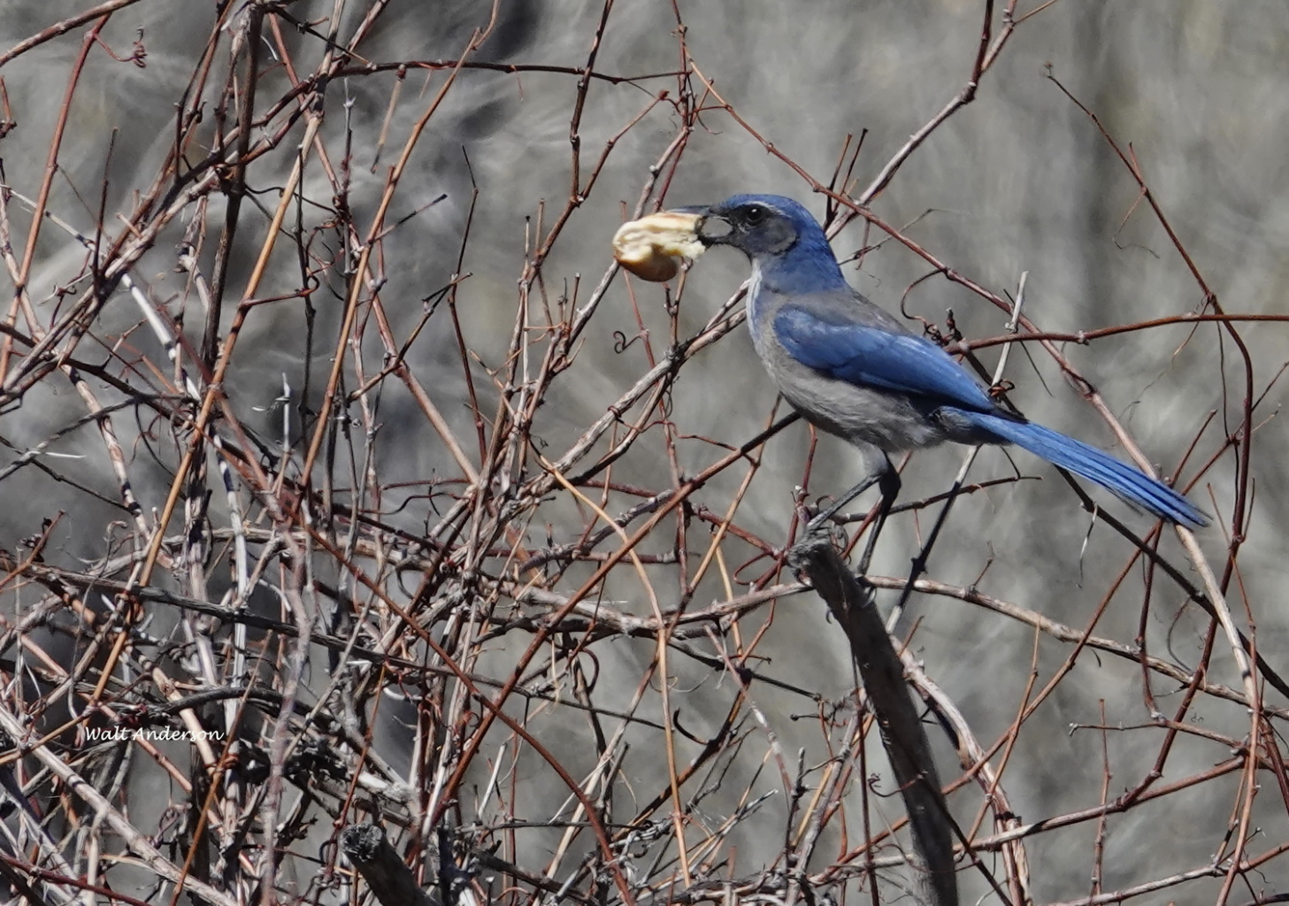 A Sunning Blue Jay  walking on a country road