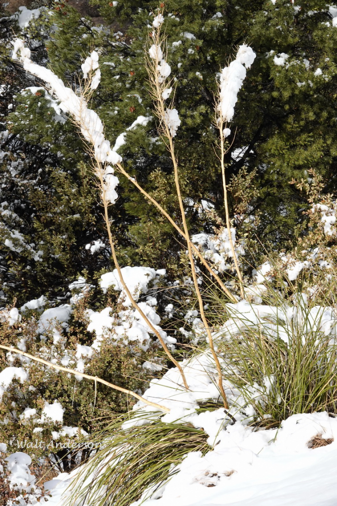 A. Nolina microcarpa . Middle fork of Alamo Canyon, Ajo Mountains