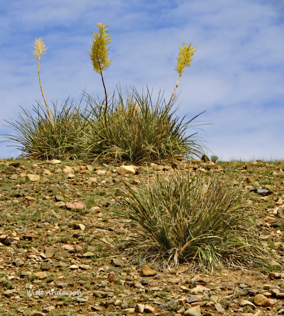 A. Nolina microcarpa . Middle fork of Alamo Canyon, Ajo Mountains