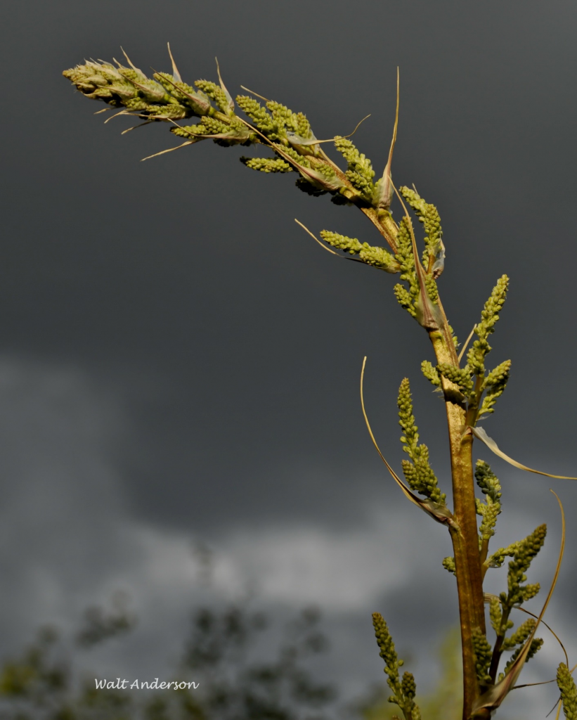 A. Nolina microcarpa . Middle fork of Alamo Canyon, Ajo Mountains