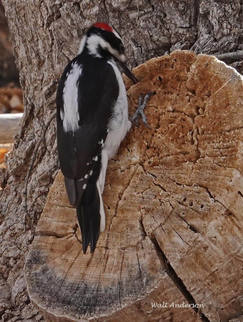 hairy-woodpecker