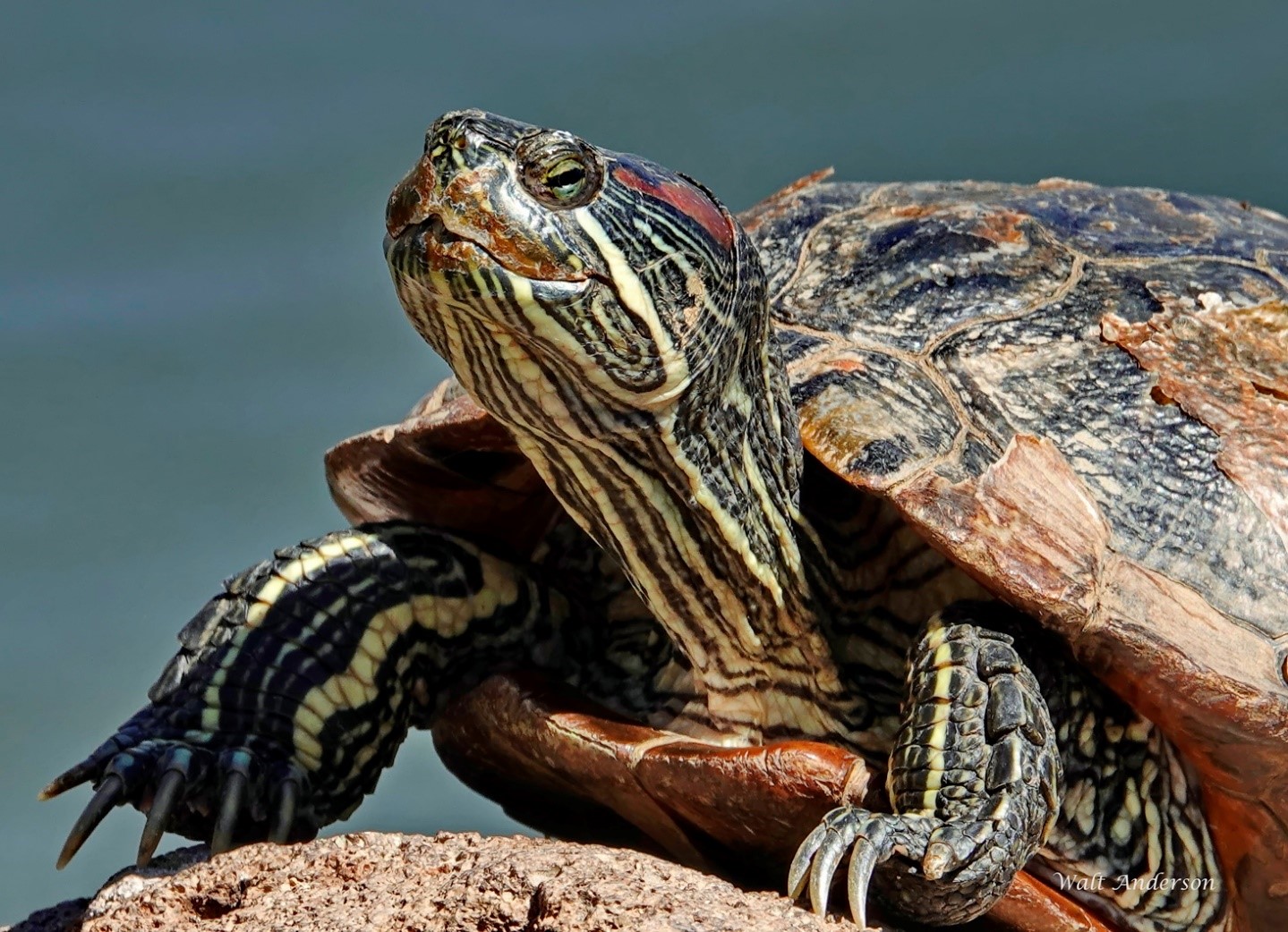 Turtle Talk - Friends of Buenos Aires National Wildlife Refuge
