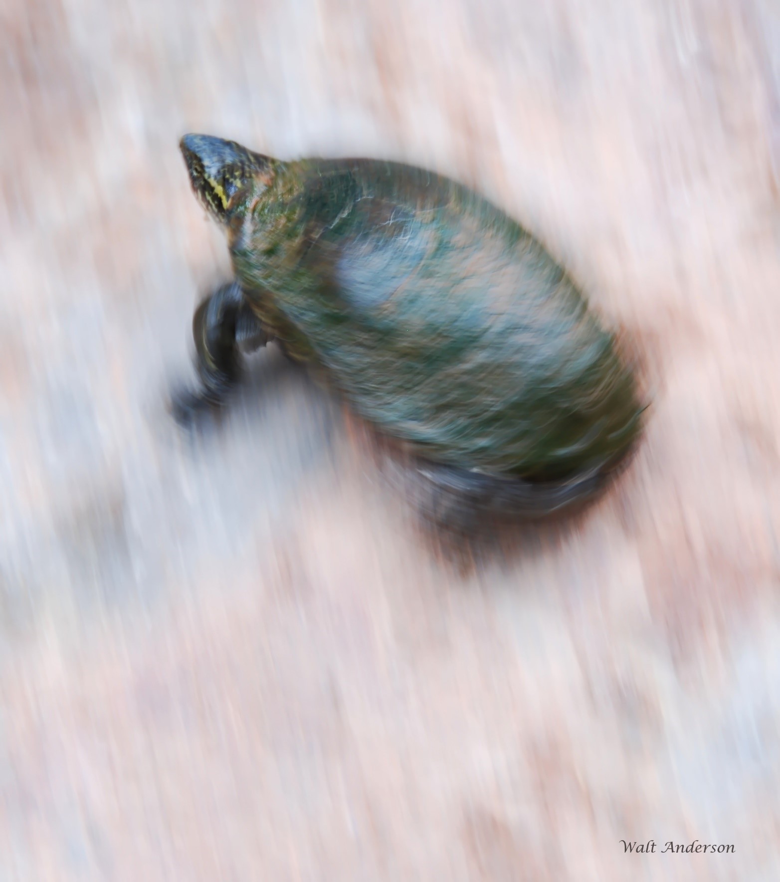 Turtle Talk - Friends of Buenos Aires National Wildlife Refuge