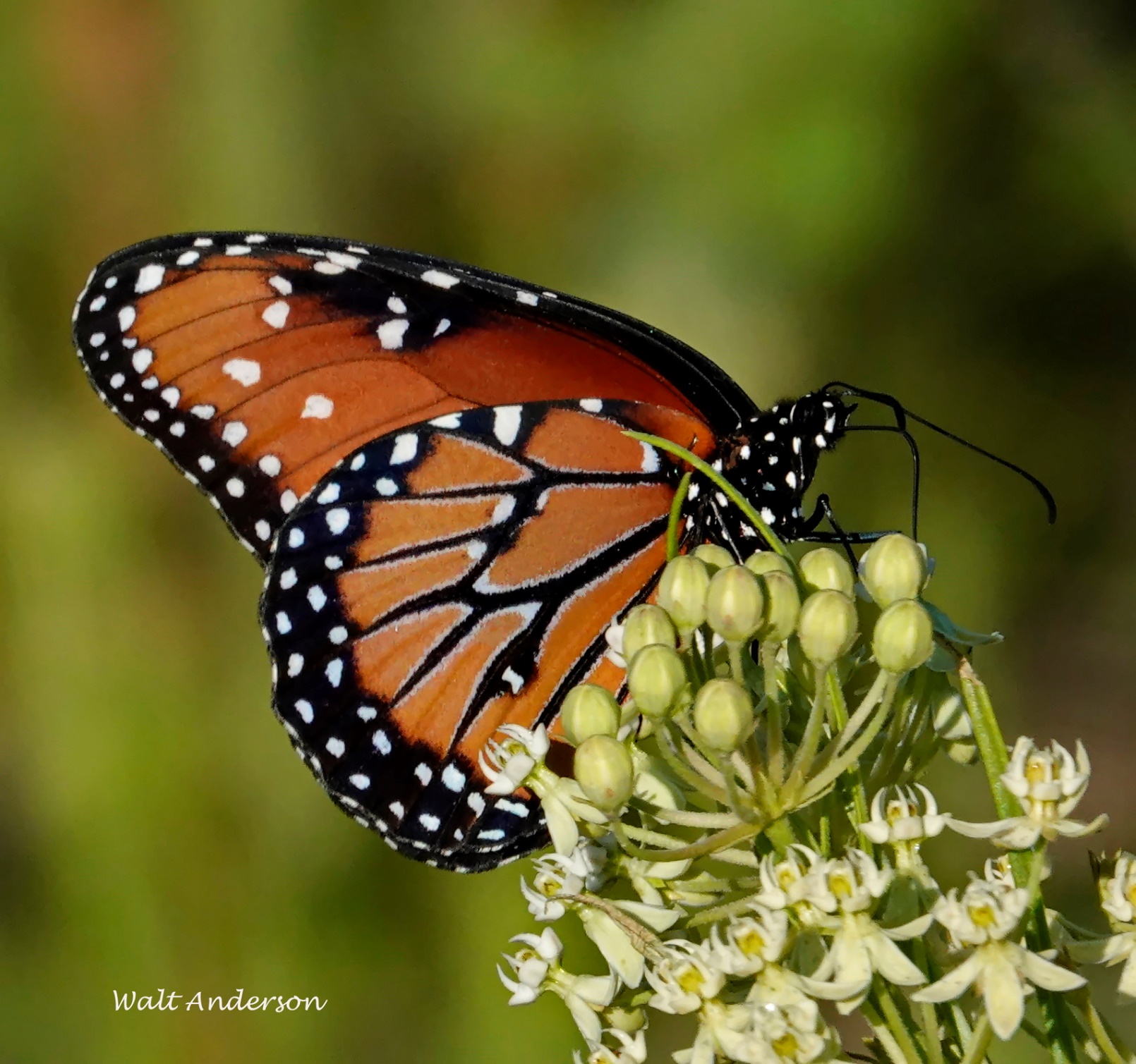 Among Friends. Got Milk? Milkweeds, by Walt Anderson - Friends of